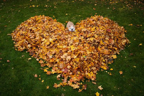 Rudens Lapai: Spalvų Magija ir Kūrybiniai Panaudojimai